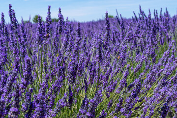 Detail of a lavender plan in field, Provence, France