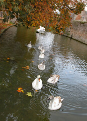 A mother swan is followed by a line of cygnets on the moat at the Bishop's Palace in Wells