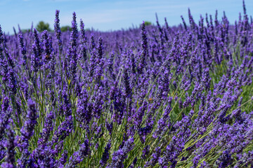Fototapeta na wymiar Detail of a lavender plan in field, Provence, France