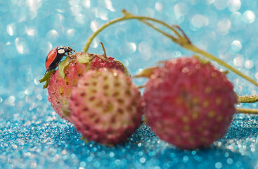 Ladybug crawls on ripe strawberries