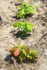 Seedlings of northern red oak in the forest