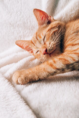 Naklejka premium Cute little ginger kitten sleeps on its back on white soft blanket