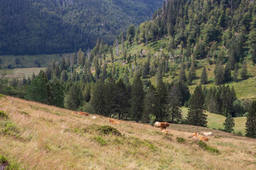 Menzenschwander Gei&szlig;enpfad Black Forest Schwarzwalk