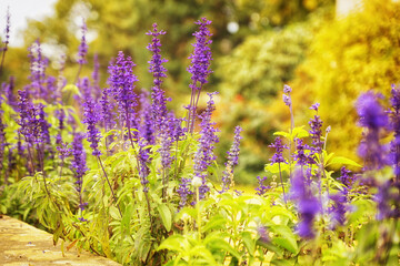 Fototapeta premium Ziersalbei - Salvia guaranitica