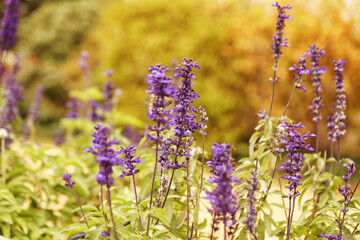 Ziersalbei - Salvia guaranitica