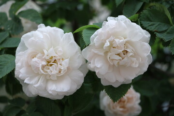 Rose garden, Sweden