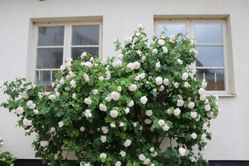 Fototapeta na wymiar Rose garden in Visby on Gotland, Sweden