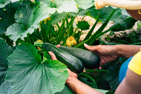 Farmer inspecting crops on rural farm