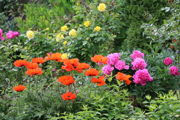 Flower garden on Gotland island, Sweden