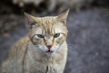 Orange stray cat
