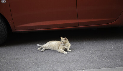 Cat under car