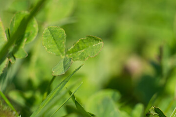 Green grass of a summer field