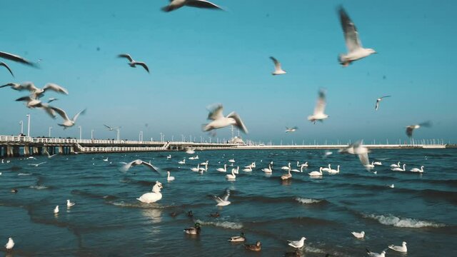 Swans and seagulls on the Baltic sea in winter, spot city Poland. Many seabirds, gulls and a swan, eat near the shore. Many birds in the sea coast, wild life picture. concept, aquatic birds, outdoors