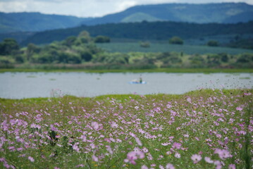 alpine meadow with flowers