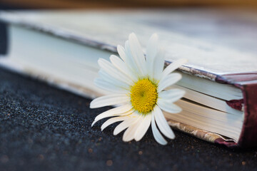 Camomile with a book are on the table