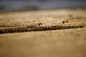 Small ant in Sun rays
