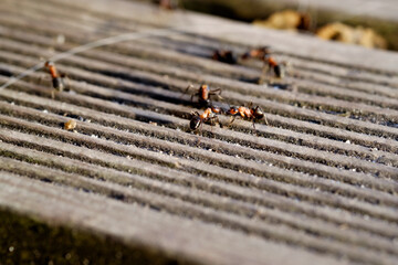 Small ants on the plank