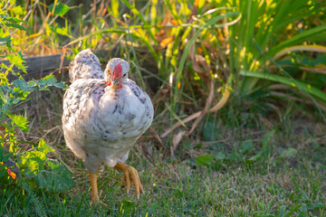 Chicken running on green grass, close up