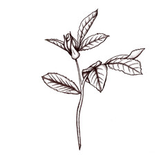 vintage style rosehip decoration 300 dpi digital art