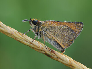 Damas immaculata butterfly   in the early morning  of morning dew in the summer
