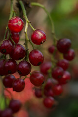 A bunch of red currants in the shade of a Bush