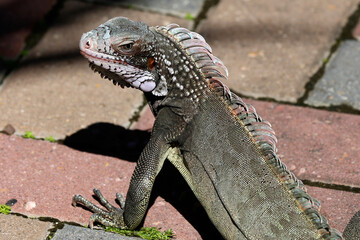 Iguana basking on the rocks, St. Thomas, US Virgin Islands, Caribbean