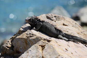 Iguana basking on the rocks, St. Thomas, US Virgin Islands, Caribbean