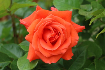 Rose garden, Sweden