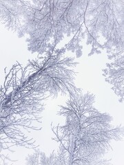 The tops of snow-covered trees against the light sky