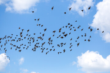 A large bird flock of starlings flies on a background of blue sky with clouds