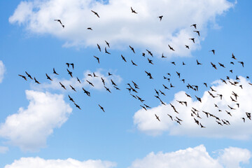 A large bird flock of starlings flies on a background of blue sky with clouds