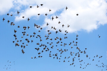 A large bird flock of starlings flies on a background of blue sky with clouds