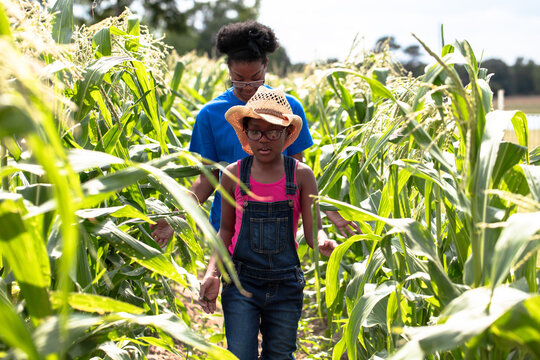 Young kids walking through a corn field