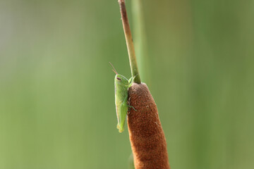 蒲につかまるバッタ