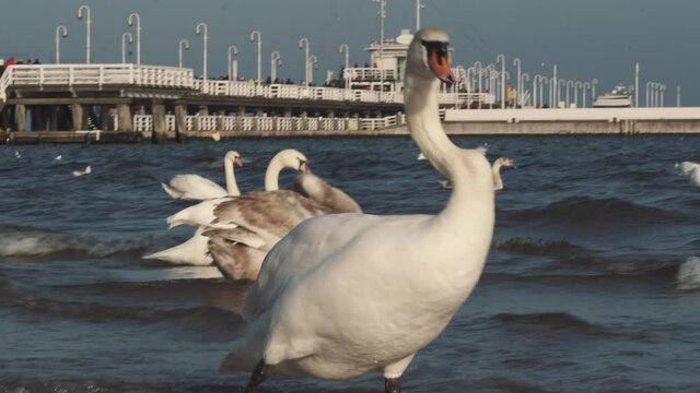 Swans and seagulls on the Baltic sea in winter, spot city Poland. Many seabirds, gulls and a swan, eat near the shore. Many birds in the sea coast, wild life picture. concept, aquatic birds, outdoors