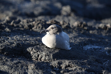 Fototapeta premium Lava Gull on the rocks, Galapagos Islands, Ecuador