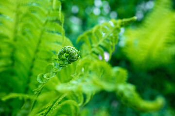 bright green young shoots of ferns in shallow DOF