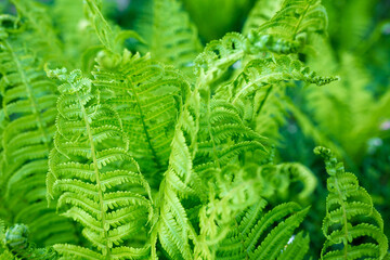 bright green young shoots of ferns in shallow DOF