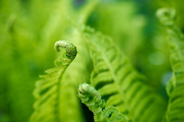 bright green young shoots of ferns in shallow DOF