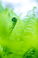 bright green young shoots of ferns in shallow DOF