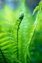 bright green young shoots of ferns in shallow DOF