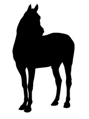 Fototapeta na wymiar isolated realistic image, black silhouette of a standing Mare, Arab horse