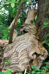A woodland scene with Wavy line in the bark of a fallen tree