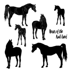 set of isolated realistic black silhouettes of horses of the Arab breed,