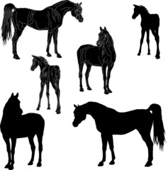 set of isolated realistic black silhouettes of horses of the Arab breed,