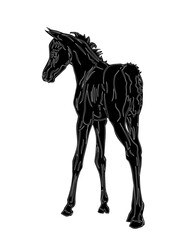 isolated realistic image, black silhouette of a foal, an Arabian horse