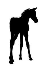 Plakat isolated realistic image, black silhouette of a foal, an Arabian horse