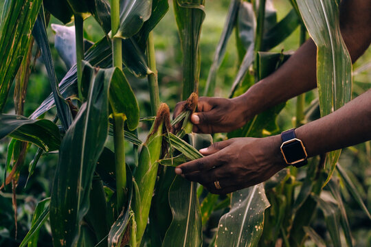 Farmer inspecting crops on rural farm