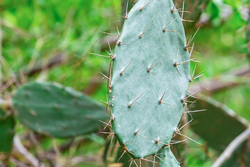 cactus green big and spiny on a blurred background of a blurred rainforest