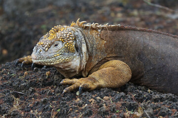 Galapagos Land Iguana on the rocks, Galapagos Islands, Ecuador
